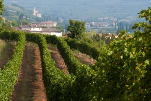 Vigneti della Valpolicella dove nasce lo Zymè
