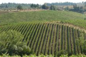 PRIMA LE DIVERGENZE DI DATI SULLE DIMENSIONI DEL “VIGNETO ITALIA” E SULLA PRODUZIONE 2007 … A GIORNI CASISTICHE SU “NORMATIVA E ISTITUZIONI”. A WINENEWS.TV L’AUTORE, IL GIORNALISTA NICOLA DANTE BASILE VINO, SPIEGA L’INCHIESTA GIORNALISTICA DE “IL SOLE 24