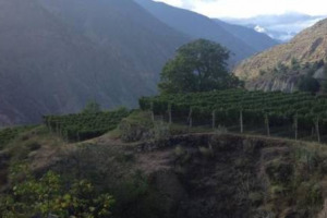 Arriva il primo &ldquo;fine wine&rdquo; prodotto da Mo&euml;t Hennessy (gruppo Lvmh) in Cina: ecco &ldquo;Ao Yun&rdquo; (&ldquo;Nuvola Sacra&rdquo;), debutter&agrave; a 300 euro a bottiglia, prodotto da vigneti a 2.600 metri di altitudine sulle pendici dell&rsquo;Himalaya, al confine con il Tibet...