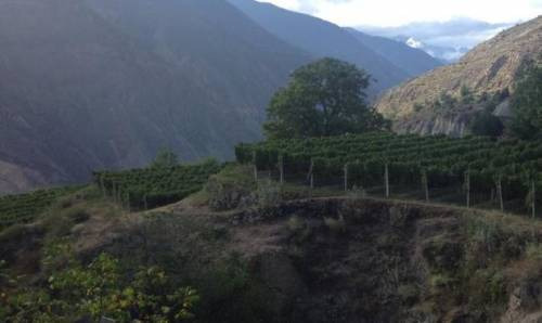 I vigneti di Ao Yun in Cina