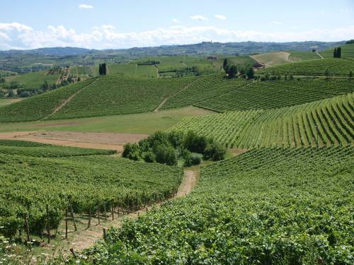 Tra Svizzera, Stati Uniti, Bruxelles e Germania, in collaborazione con Vinum, Gambero Rosso, Slow Wine ed il “Progetto Vino” di Collisioni, il road show della Barbera