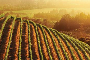 Nuovo record enoico per la California: 276 milioni di casse vendute nel 2015, sia dentro che fuori gli States, per un valore di mercato di 31,9 miliardi di dollari. In testa ai mercati esteri l&rsquo;Ue, seguita da Canada, Hong Kong e Giappone