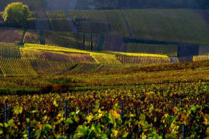 Mentre in Italia &egrave; iniziata la vendemmia nei grandi terroir della spumantistica, Oltralpe per lo Champagne potrebbe essere una delle raccolte pi&ugrave; scarse degli ultimi 30 anni e la regione delle pi&ugrave; prestigiose bollicine fa i conti con gelate e botrite