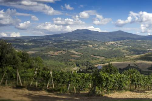 I vigneti di Brunello di Ciacci Piccolomini rivolti verso il monte Amiata