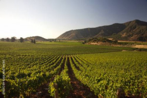 2014 anno magico per Concha y Toro. L&rsquo;azienda del vino leader in Sud America, con sede a Santiago del Cile, per la prima volta nella sua storia, ha fatturato oltre un miliardo di dollari, registrando il record di oltre 33,2 milioni di casse vendute