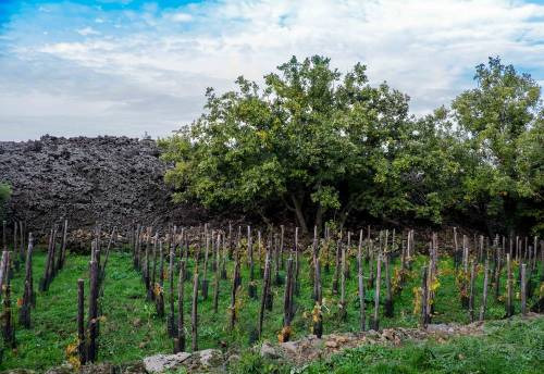 I vigneti sulll’Etna, foto John Szabo