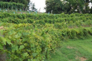 Anche in Usa, terra enoica diventata grande grazie ai cosidetti vitigni internazionali, c&rsquo;&egrave; chi comincia a battere la strada degli &ldquo;autoctoni&rdquo;: dalla &ldquo;First Vineyard&rdquo;, fondata nel 1799, in arrivo le prime bottiglie da vitigno &ldquo;Alexander&rdquo;