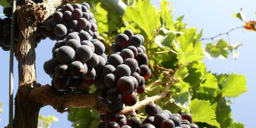 La vigna del Five Roses di Leone De Castris