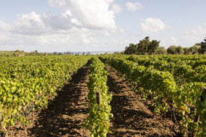 Assaggiare uno dei vini preferiti da Giulio Cesare, il Mamertino, firmato da una delle griffe dell&rsquo;enologia moderna di Sicilia, Planeta: il progetto della tenuta La Baronia, a Capo Milazzo, la n. 6 del gruppo, che si celebra con la vendemmia 2015