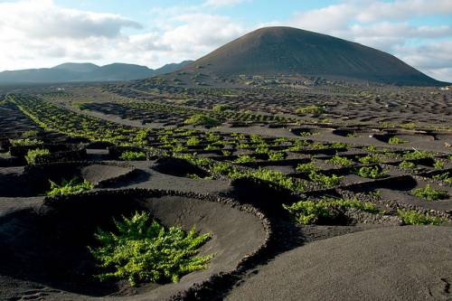 I vigneti di Lanzarote