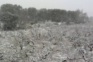 I vigneti del Sud Italia coperti di neve: dalla Puglia (Gianfranco Fino) alla Campania (Mastroberardino) fino alla Sicilia (Tasca d&rsquo;Almerita, Planeta e Cottanera) insolite immagini &ldquo;imbiancate&rdquo; pescate su Facebook per salutare un bizzarro 2014