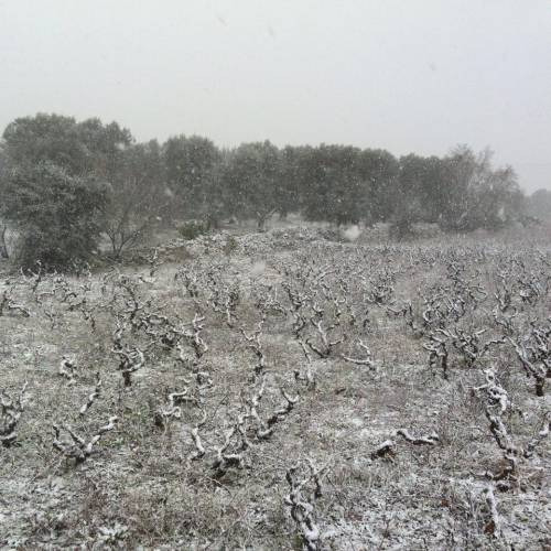 I vigneti Es di Gianfranco Fino coperti di neve in Puglia