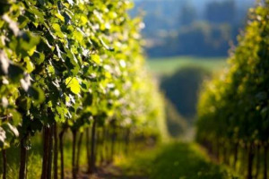 Barbera, &ldquo;ancora ampelografica&rdquo; di una complessit&agrave; territoriale che lavora, unit&agrave; nelle diversit&agrave;, per un grande rilancio in Italia e nel mondo. Tra la Barbera d&rsquo;Asti (Mobrici rieletto presidente del Consorzio) e il Nizza Docg in festa (13-14 maggio)