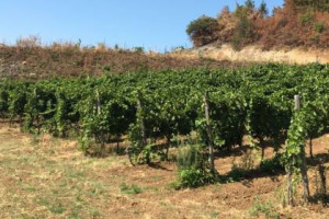 Il Pinot nero &ldquo;torna&rdquo; in Lucania: tra le ricerche che ne testimoniano la presenza in Basilicata prima che in Francia, come racconta lo studio &ldquo;Basivin_Sud&rdquo;, e i produttori investono in questo &ldquo;ritorno al futuro&rdquo;, come la Cantina Terra dei Re