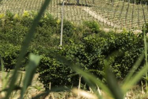 SANTA MARGHERITA CRESCE NEL PROSECCO DOCG: IL GRUPPO VENETO, TRA I PI&Ugrave; IMPORTANTI D&rsquo;ITALIA (95 MILIONI DI EURO DI FATTURATO) ACQUISISCE ALTRI 3 ETTARI VITATI (VALORE DI MERCATO SUI 500.000 EURO) NELLA &ldquo;CULLA STORICA&rdquo; DELLA DENOMINAZIONE