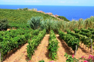 Eolie sotto il segno della Malvasia il 19 luglio per &ldquo;Malvasia Day&rdquo;: 16 produttori isolani raccontano a Salina il vitigno simbolo dell&rsquo;arcipelago siciliano con incontri e degustazioni per condividere esperienze e racconti attraverso i propri vini