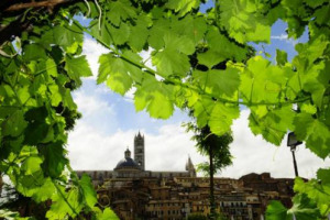 Le antiche viti di Siena, dal Mammolo al Gorgottesco, riscoperte da Universit&agrave; di Siena e Citt&agrave; del Vino, sono ora innestate in viti di Sangiovese. E mentre spuntano nuove viti autoctone, dalla vendemmia 2016 potrebbe gi&agrave; arrivare il &ldquo;vino di Siena&rdquo;