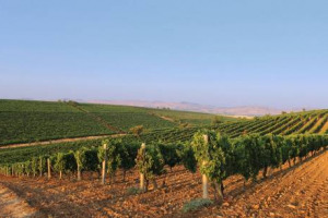 “Collisioni Vino” - Aglianico e Vulture, un binomio inestricabile che nasce da lontano: tra geologia e viticoltura, dall’ultima eruzione del vulcano 130.000 anni fa, alle origini del vitigno principe della Basilicata, ai tempi di Enotria