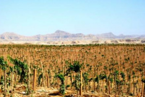 Il giro del mondo dei vigneti nei luoghi pi&ugrave; suggestivi, bizzarri o impervi, con WineNews: dalle montagne alle citt&agrave;, dall&rsquo;equatore a Capo Nord, dall&rsquo;Oceano al Mediterraneo, da Pompei al vigneto nucleare, fino a quello coltivato in un cimitero ...