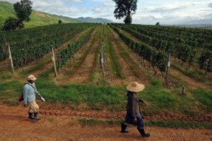 BACCO INDICE DI DEMOCRAZIA: IN BIRMANIA, CON LA FINE DELLA DITTATURA MILITARE, VOLA LA PRODUZIONE ENOICA DELLA &ldquo;RED MOUNTAIN&rdquo;, L&rsquo;AZIENDA SPERIMENTALE SORTA NELLO STATO DI SHAN LE CUI BOTTIGLIE SONO GI&Agrave; UN CULT TRA I TURISTI