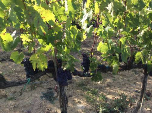 Un vigneto ben condotto nel 2014 con oltre 700 ore ad ettaro ...