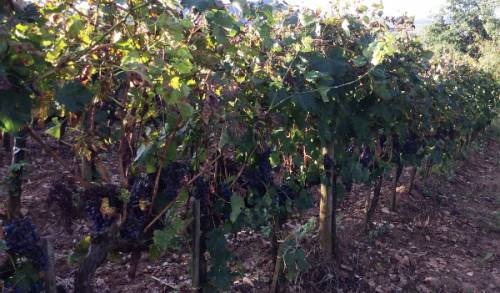 ... e un vigneto meno curato in una annata così difficile