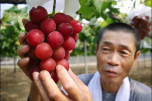 TRA GLI ASTRI NASCENTI DEL VINO, IN ESTREMO ORIENTE, C&rsquo;&Egrave; UN PROTAGONISTA INATTESO, LA COREA DEL SUD. QUI, IL VINO &Egrave; ARRIVATO NEL XIII SECOLO, MA ADESSO, NEL DISTRETTO DI YEONGDONG, LA VITICOLTURA SI PROIETTA NEL FUTURO, TRA ENOTURISMO E RICERCA