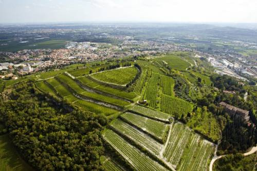 Il vigneto La Grola di Allegrini tipico elemento di come i vino influisce positivamente sul paesaggio
