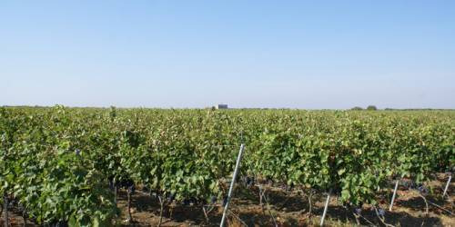 Il vigneto Lamos di Leone De Castris