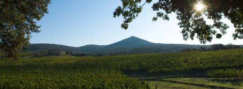 Il vigneto di Masseto, cru bolgherese tutto a Merlot