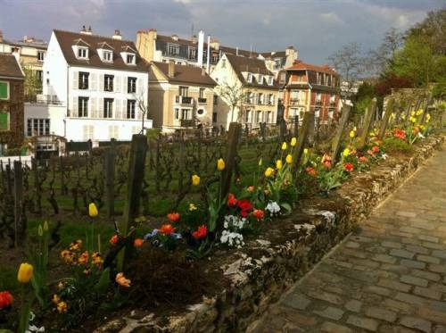 Vigneto a Montmartre
