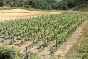 Nebrodi, habitat del pregiato Suino Nero, e ora anche terroir di bollicine: nasce lo spumante dei Nebrodi, prodotto dall&rsquo;Istituto Regionale Vini e Oli in un progetto pubblico-privato che studia le potenzialit&agrave; delle aree per gli spumanti d&rsquo;alta quota