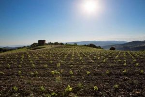 From the glass ... to cuttings: Climate Change and consumers are redesigning the Italian vineyard