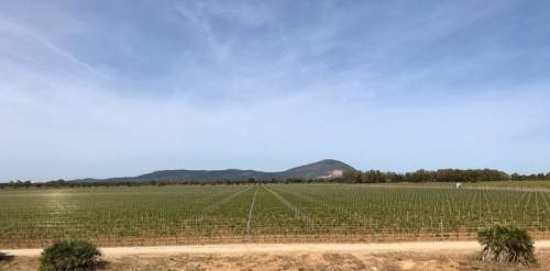 I vigneti di Sella e Mosca