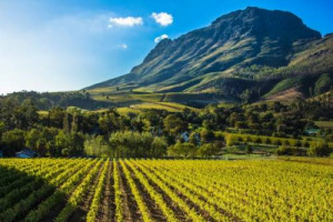 Se la Cina guarda alla Francia, la Francia punta sul Sud Africa: la storica cantina Stellenbosch Vineyards nelle mani di AdVini, tra i principali gruppi enoici d&rsquo;Oltralpe, nel &ldquo;Golden Triangle&rdquo;