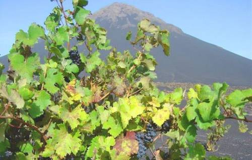 Un particolare del vigneto a Capoverde