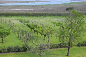 Wines of the Carmelites