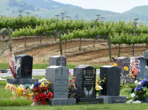 Il vigneto nel cimitero in California