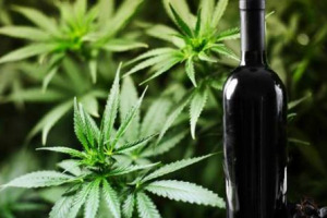 TRA LE INFINITE DECLINAZIONI DEL VINO, L&rsquo;ULTIMA, DALLA SPAGNA, E&rsquo; DI SICURO TRA LE PIU&rsquo; CURIOSE, ANCHE SE I PURISTI STORCERANNO IL NASO: UN GIOVANE CATALANO, DAL 2007, PRODUCE VINO ALLA CANNABIS, &ldquo;DAI SENTORI VEGETALI, SENZA SOLFITI ... E FA RIDERE&rdquo;
