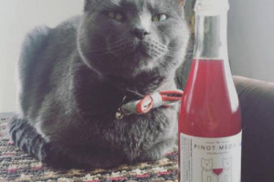 Bere un buon bicchiere di vino con il proprio gatto? In Usa si pu&ograve;, perch&eacute; anche i mici hanno il loro vino: un bianco, il &ldquo;MosCATo&rdquo;, ed un rosso, il &ldquo;Pinot Meow&rdquo;, lanciati dalla Apollo Peak e prodotti con erba gatta e coloranti biologici