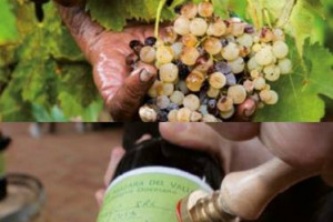 Con la Pasqua alle porte, viaggio di Winenews tra i vigneti italiani dei vini &ldquo;da messa&rdquo;, tra i filari di Vinsanto e del Sagrantino, il &ldquo;vino di San Francesco&rdquo;, alla scoperta dei monasteri dove ancora si produce vino e della &ldquo;Vigna di Papa Bergoglio&rdquo;
