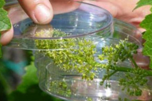 Il futuro della viticoltura biologica passa dalla ricerca sul dna della vite: a dirlo l&rsquo;Istituto di Genomica Applicata. E questa sera a Superquark su Rai 1 protagonisti i campi sperimentali dell&rsquo;Universit&agrave; di Udine