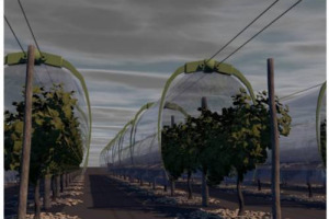 Una barriera fisica rimovibile sopra i filari per limitare l&rsquo;uso di fitofarmaci e proteggere le viti dal gelo. Cos&igrave; la Francia del vino risponde ai rischi climatici e sperimenta nel bordolese con FranceAgriMer e InnoVin il Viti-Tunnel di Mo.Del