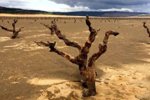 In Sudafrica riemergono le &ldquo;viti fantasma&rdquo;. La pi&ugrave; dura crisi di siccit&agrave; da un secolo a questa parte ha causato lo svuotamento della diga di Theewaterskloof, riportando alla luce questi antichi vigneti sacrificati dall&rsquo;uomo nel nome dei suoi bisogni