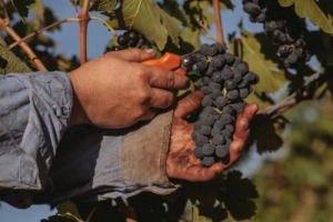 Dietro al successo del vino australiano c&rsquo;&egrave; la regia di Wine Australia, autorit&agrave; governativa nata nel 2013 per sostenere l&rsquo;export, e che oggi ha il &ldquo;potere&rdquo; di vigilare su frodi e falsi e ritirare la licenza agli esportatori disonesti