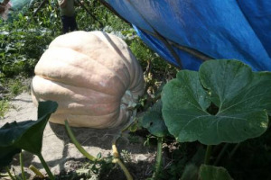 Zucca da record, 350 chilogrammi, negli orti del bresciano, a Marone, sul lago di Iseo. L’esemplare parteciperà alla sfida nazionale della zucca, il 14 settembre a Sale Marasino (Brescia) dove nel 214 la zucca vincitrice era di 240 chilogrammi