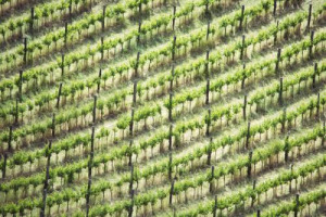 Camera di Commercio di Milano: nel 2017 il business del vino in Italia vale 9,6 miliardi di euro, esportazioni a 6 miliardi di euro (+6,4%). Veneto al top per fatturati (3,3 miliardi di euro) e quota export (35%), davanti a Piemonte e Toscana