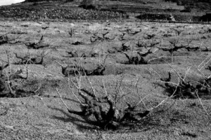 TUTTO IL VINO ITALIANO (E NON SOLO) SULLA VIA &ldquo;DELL&rsquo;UNESCO&rdquo;: DALLE LANGHE ALL&rsquo;ETNA, DALLE COLLINE DEL PROSECCO DI CONEGLIANO E VALDOBBIADENE AL SULCIS, DA ORVIETO AL SALENTO, TUTTI I TERRITORI &ldquo;ENOICI&rdquo; IN CORSA PER DIVENTARE &ldquo;PATRIMONIO DELL&rsquo;UMANIT&Agrave;&rdquo;