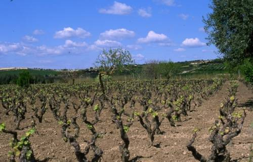 Viti di Nero d’Avola allevate ad alberello in Sicilia