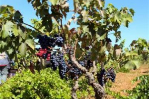 L&rsquo;EVOLUZIONE DELL&rsquo;ALBERELLO, ELEMENTO DISTINTIVO DELLA VITICOLTURA PUGLIESE, E DEL SALENTO, CHE GUARDA AL FUTURO DIVENTANDO &ldquo;PALMETTA&rdquo;. SUCCEDE CON IL PROGETTO MESSO &ldquo;IN VIGNA&rdquo; DA CANTINA DUE PALME, TRA I LEADER DELLA PUGLIA, E &ldquo;SIMONIT & SIRCH&rdquo;